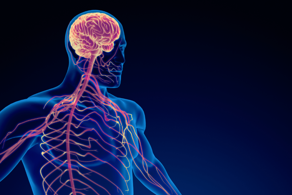 nervous system stuck in fight or flight