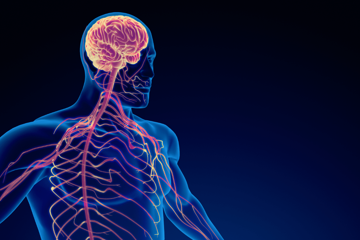 nervous system stuck in fight or flight